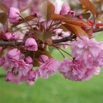 CIRESUL JAPONEZ pe tija 1/2-Prunus Serrulata "Kanzan" H200cm - imagine 4