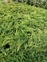 Ienupar tarator, Juniperus Horizontalis Prince of Wales, clt9 - imagine 4