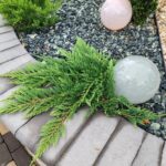 Ienupar tarator, Juniperus Horizontalis Prince of Wales, clt9