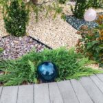 Ienupar tarator, Juniperus Horizontalis Prince of Wales, clt9 - imagine 2