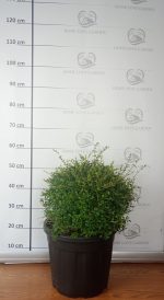 LIGUSTRUM JONANDRUM (LEMN CAINESC) - imagine 2