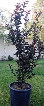 LAGERSTROEMIA INDICA - LILIAC INDIAN - imagine 3