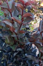 LAGERSTROEMIA INDICA - LILIAC INDIAN - imagine 2