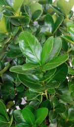 Euonymus Japonicus Verde - imagine 2