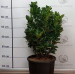 Euonymus Japonicus Verde