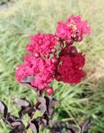 LAGERSTROEMIA INDICA - LILIAC INDIAN