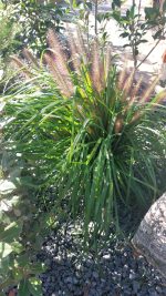 Iarba decorativa Pennisetum