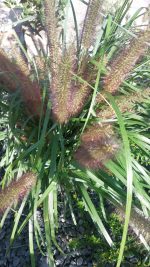 Iarba decorativa Pennisetum - imagine 2