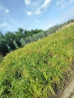 Iarba decorativa Pennisetum - imagine 3