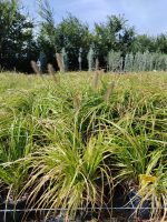 Iarba decorativa Pennisetum - imagine 4