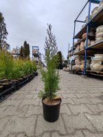 Tuia Pyramidalis Aurea, h70/80cm - imagine 2