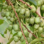 KIWI , ACTINIDIA CHINENSIS ARGUTA BAYERN V18, H170cm - imagine 2