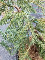 Ienupar ( Juniperus Gold Star ) - imagine 2