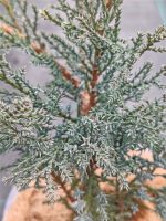 Ienupar ( Juniperus Tamariscifolia ) - imagine 2