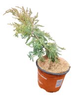 Ienupar ( Juniperus Gold Star )
