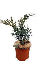 Ienupar ( Juniperus Tamariscifolia )