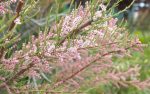 Tamarix Gallica (Catina rosie)