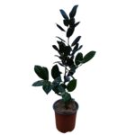 Ilex Nellie Stevens 40/45cm v13 - imagine 2