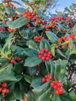Ilex Nellie Stevens 40/45cm v13