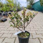 Ilex Aquifolium Aureomarginata, clt2, 30/35cm - imagine 2