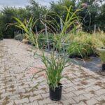 Iarba elefantului, Miscanthus Sinensis, 120/150cm - imagine 2
