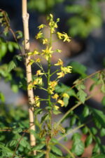 Otetar galben - Koelreuteria paniculata 80-100cm