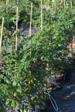Otetar galben - Koelreuteria paniculata 80-100cm - imagine 2
