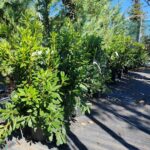 Pittosporum Tobira clt9, h60/80cm - imagine 2