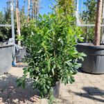 Pittosporum Tobira clt9, h60/80cm