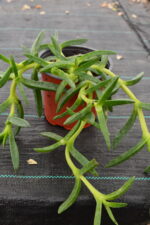 Carpobrotus Acinaciformis - Planta suculenta 20/30cm, v13