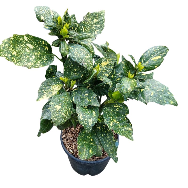 Aucuba japonica