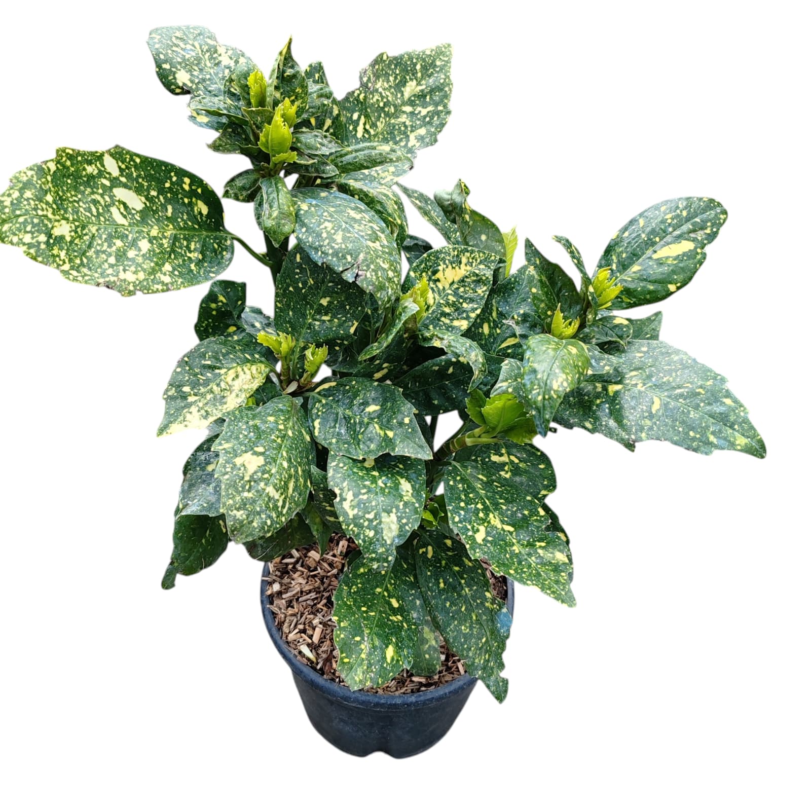 Aucuba japonica