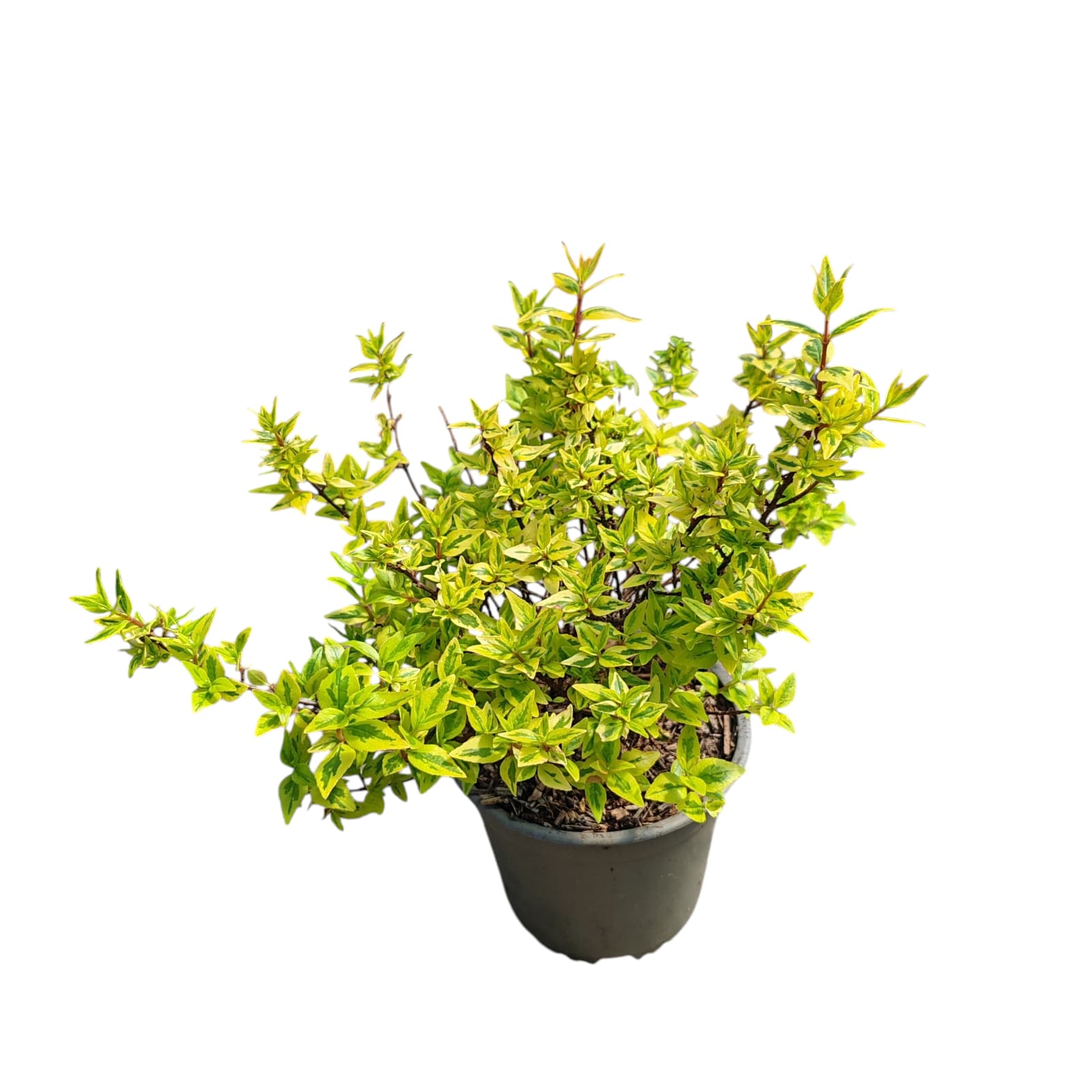 Abelia  grandiflora ‘Edward Goucher’