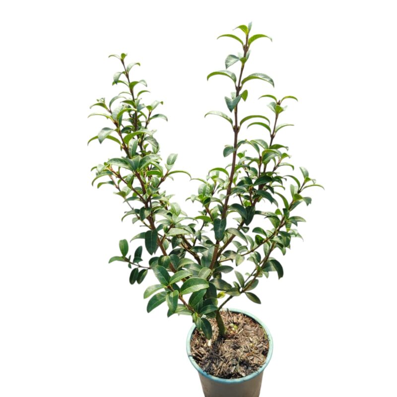 Osmanthus burkwoodii