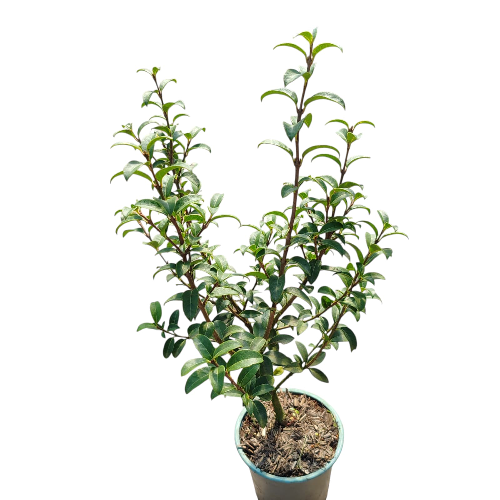 Osmanthus burkwoodii