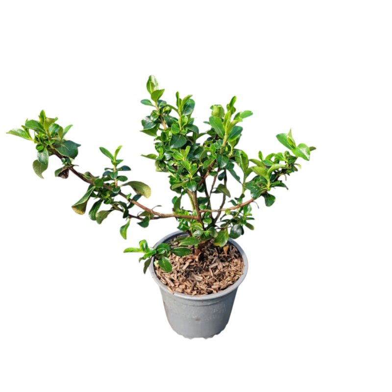 ESCALLONIA