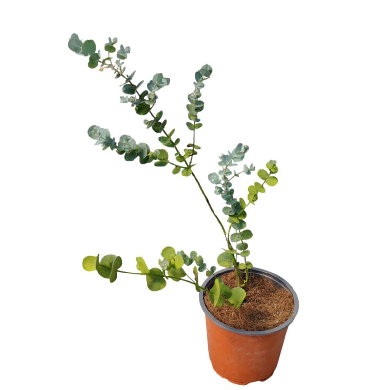 EUCALYPTUS GUNII