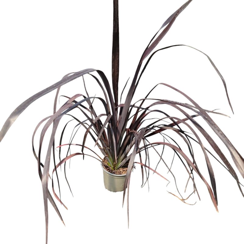PHORMIUM VARIEGAT