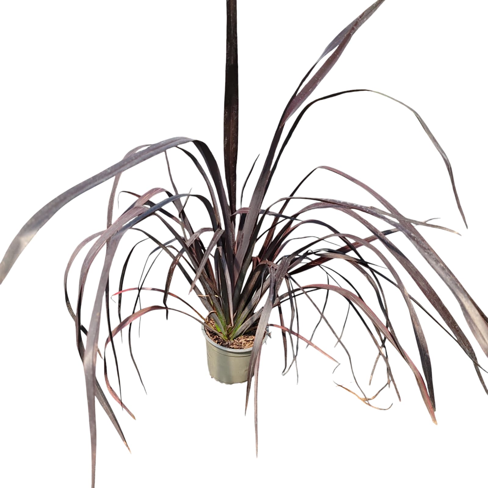 4176 PHORMIUM VARIEGATO PHORMIUM VARIEGAT - imagine 1