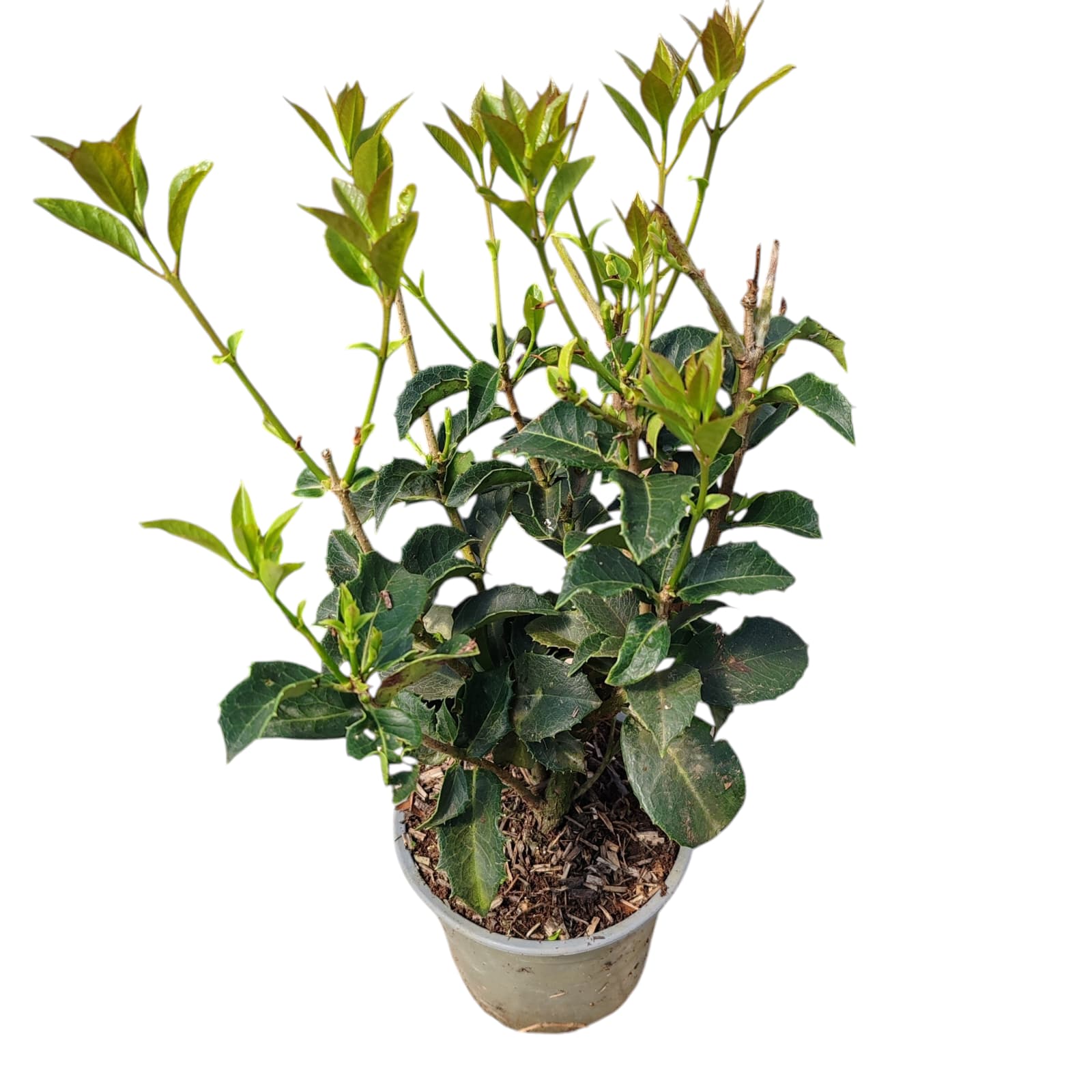 4210 OSMANTHUS AQUIFOLIUM OSMANTHUS AQUIFOLIUM - imagine 1